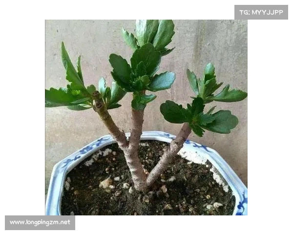 卷帘绿魔养护全攻略 五个关键技巧助你轻松保持健康生长 卷帘绿魔养护全攻略 五个关键技巧助你轻松保持健康生长